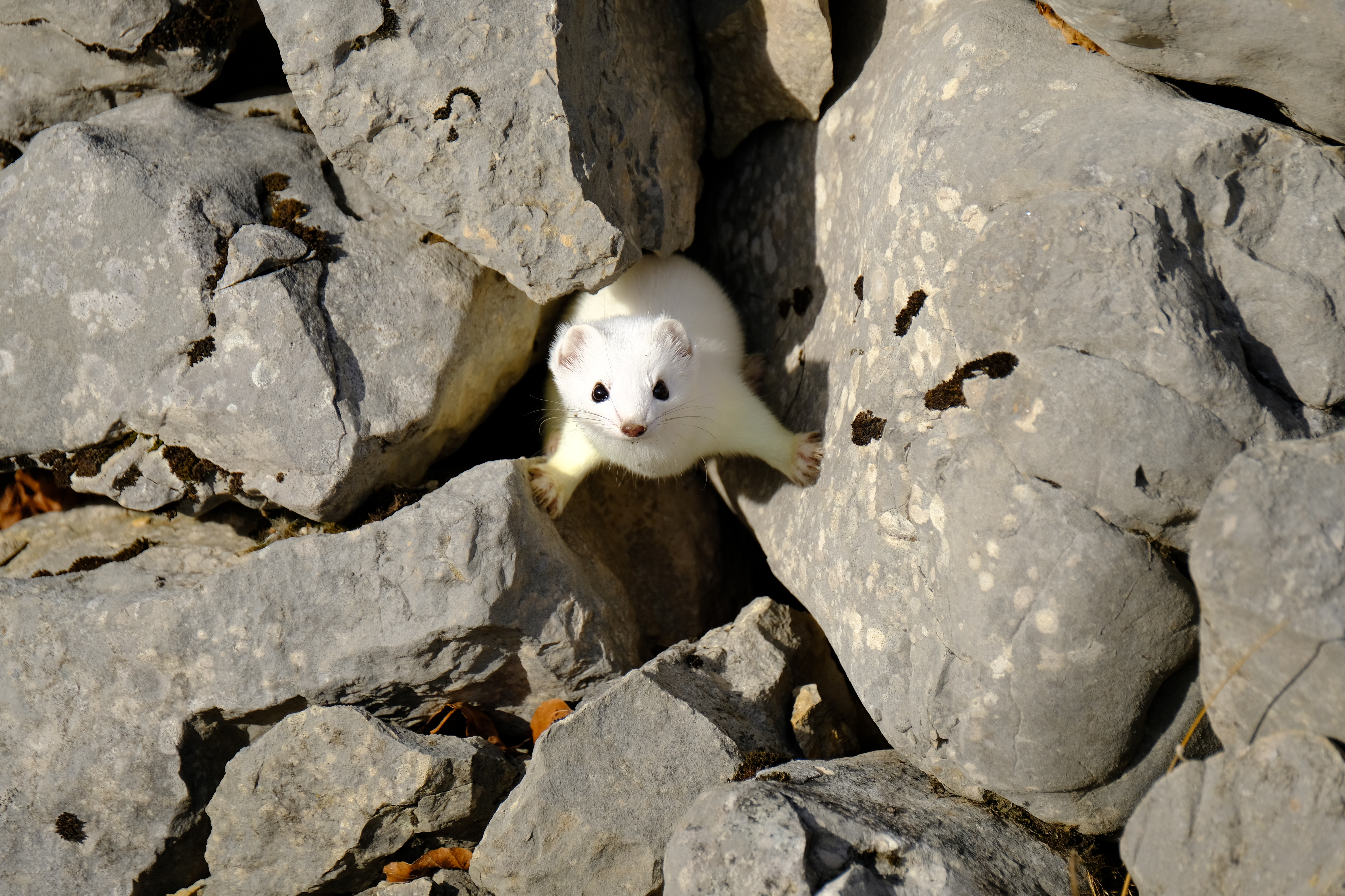 Ermine peeping from a wall